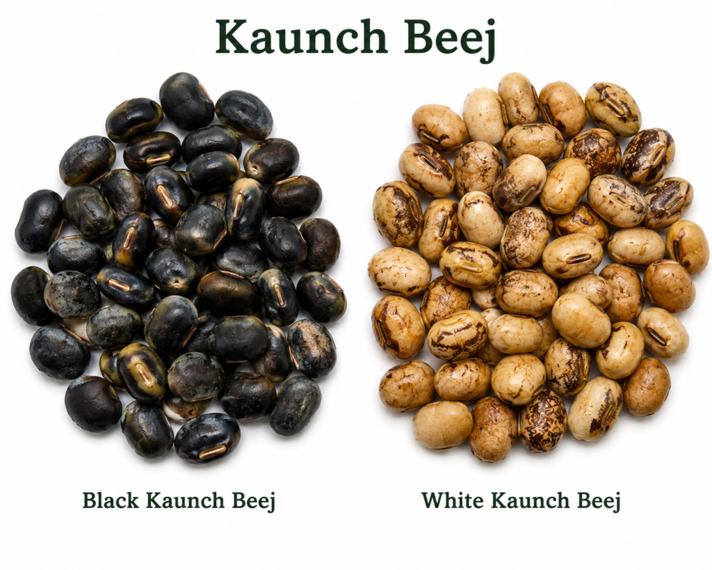 Kaunch Beej