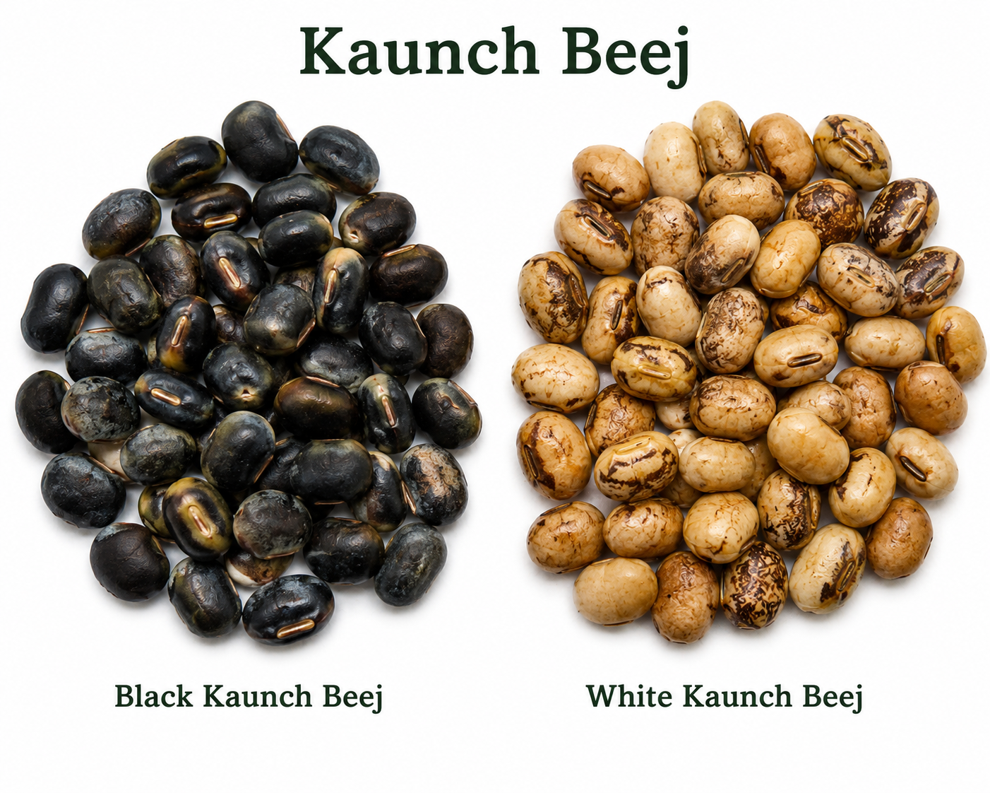 Kaunch Beej